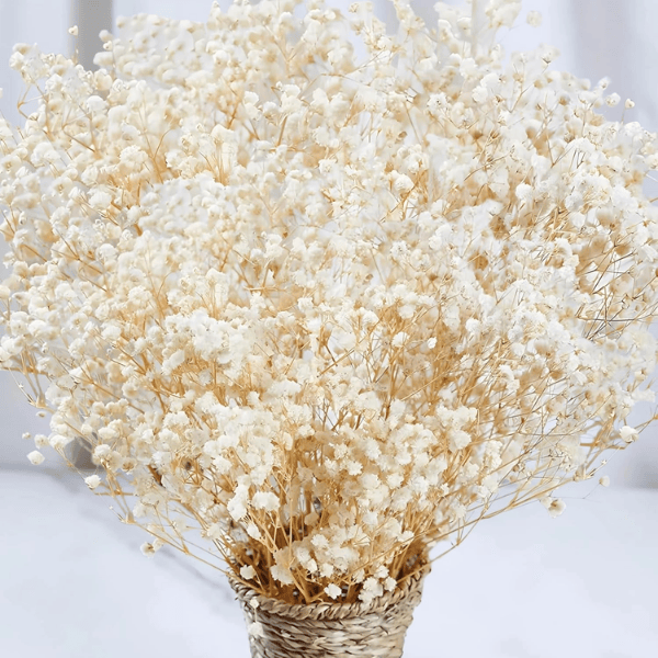 2000+ Ivory White Dried Baby’s Breath Flowers