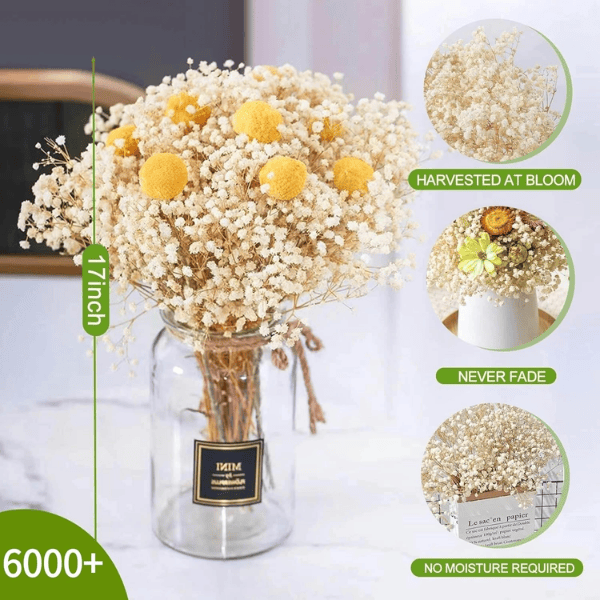 2000+ Ivory White Dried Baby’s Breath Flowers