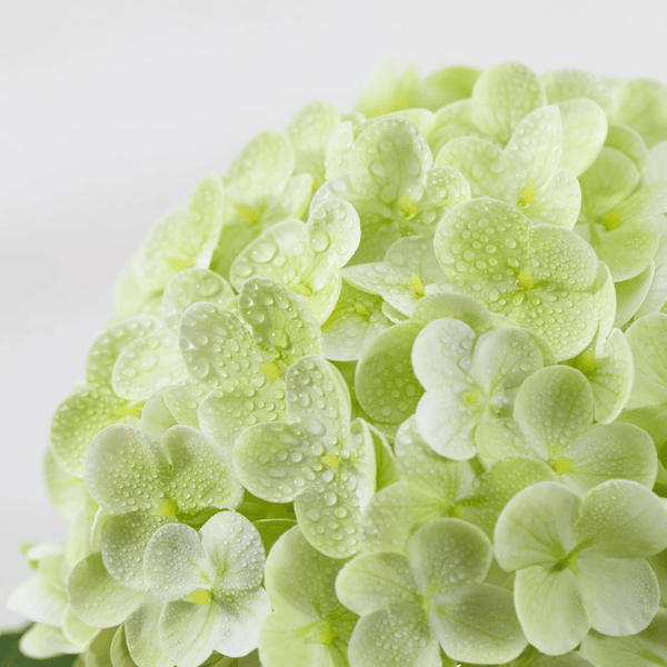 3Pcs Large Light Green Artificial Hydrangea Flowers